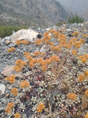 Eriogonum ternatum
