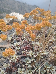 Eriogonum ternatum