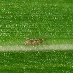 Entomobryomorpha