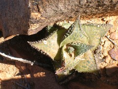 Haworthiopsis tessellata