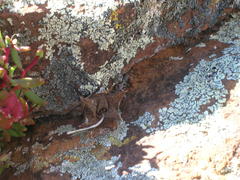 Haworthiopsis tessellata