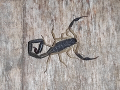 Centruroides fulvipes