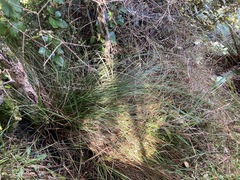 Carex cyanea