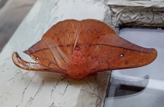 Cricula trifenestrata