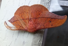 Cricula trifenestrata