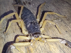 Centruroides fulvipes