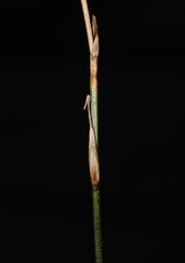 Carex cyanea