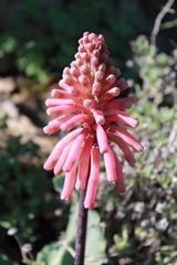 Veltheimia capensis