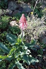 Veltheimia capensis