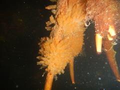 Ecteinascidia turbinata