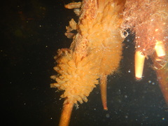 Ecteinascidia turbinata