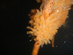 Ecteinascidia turbinata