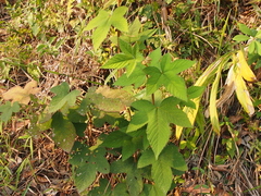 Rubus reflexus