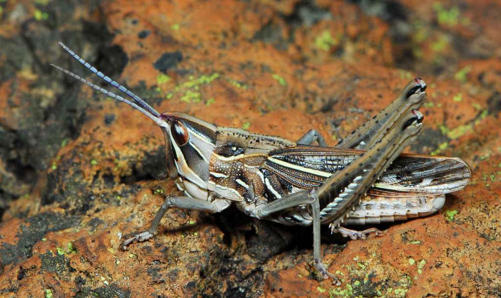 Pamphagodidae