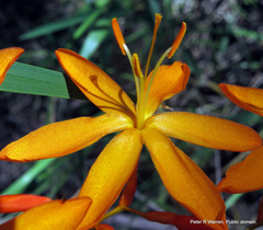 Crocosmia aurea aurea