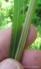 Crocosmia aurea aurea