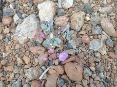 Epilobium rigidum