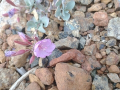 Epilobium rigidum