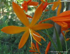 Crocosmia aurea aurea