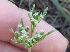 Ammoselinum popei