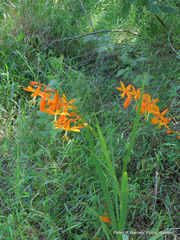 Crocosmia aurea aurea