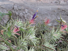 Tillandsia ionantha