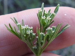 Ammoselinum popei