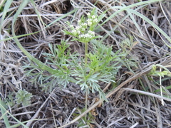 Ammoselinum popei