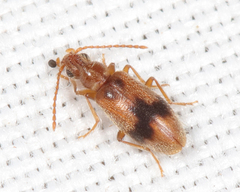 Notoxus desertus