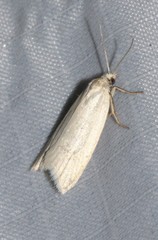 Eana georgiella