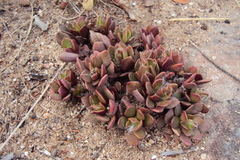 Anacampseros rufescens