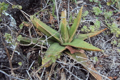 Gasteria croucheri croucheri