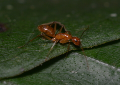 Camponotus chloroticus