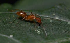 Camponotus chloroticus