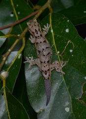 Bavayia sauvagii