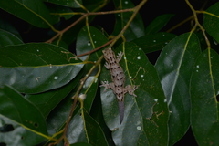 Bavayia sauvagii