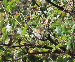 Charaxes pelias