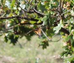 Charaxes pelias