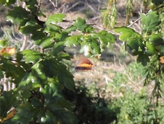 Charaxes pelias