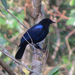 Myophonus horsfieldii