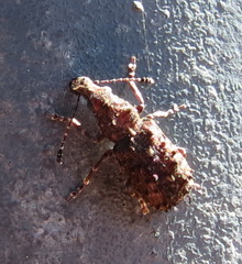 Holophloeus nigellus