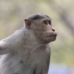 Macaca radiata