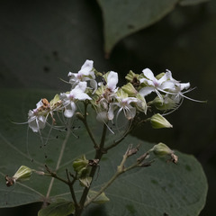 Clerodendrum infortunatum