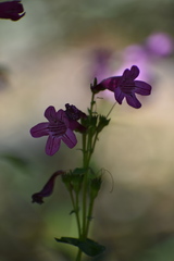 Penstemon triflorus