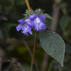Strobilanthes