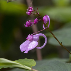 Impatiens maculata