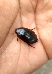 Megadytes