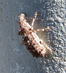 Holophloeus nigellus