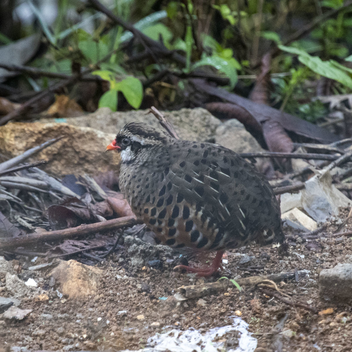 Painted Bush-Quail illustration