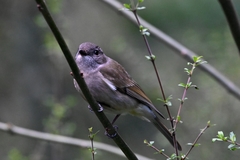 Pachycephala pectoralis